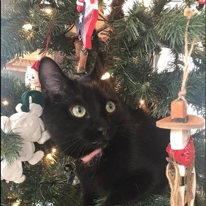 Meet your Posher, Lisa